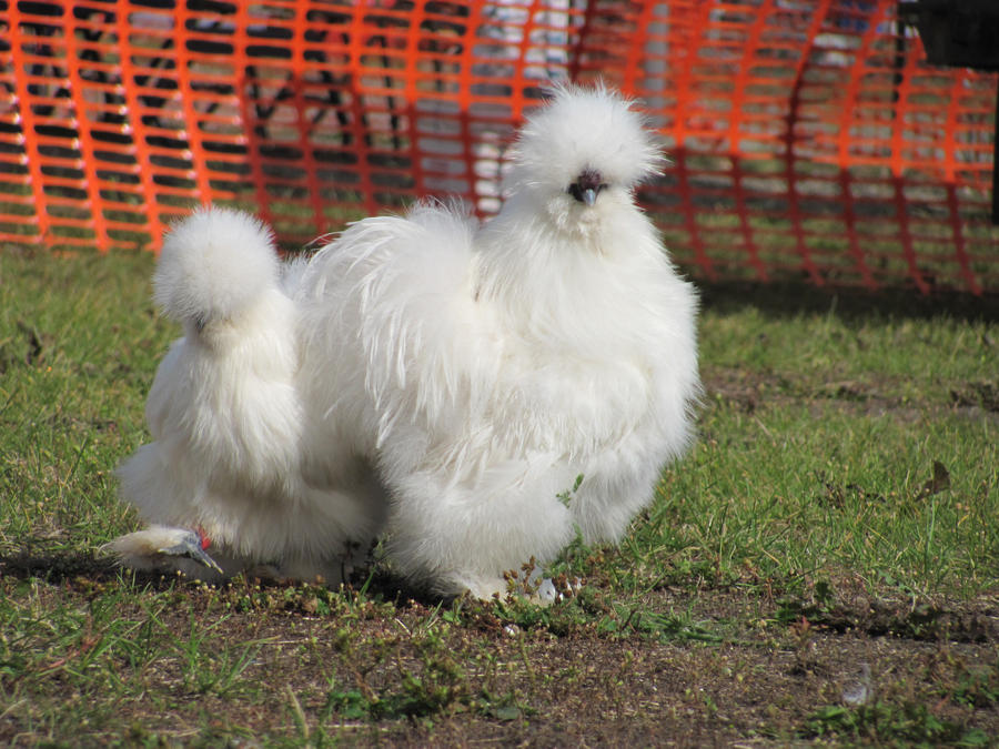 cotton_balls_by_jasper899-d46l8f4.jpg