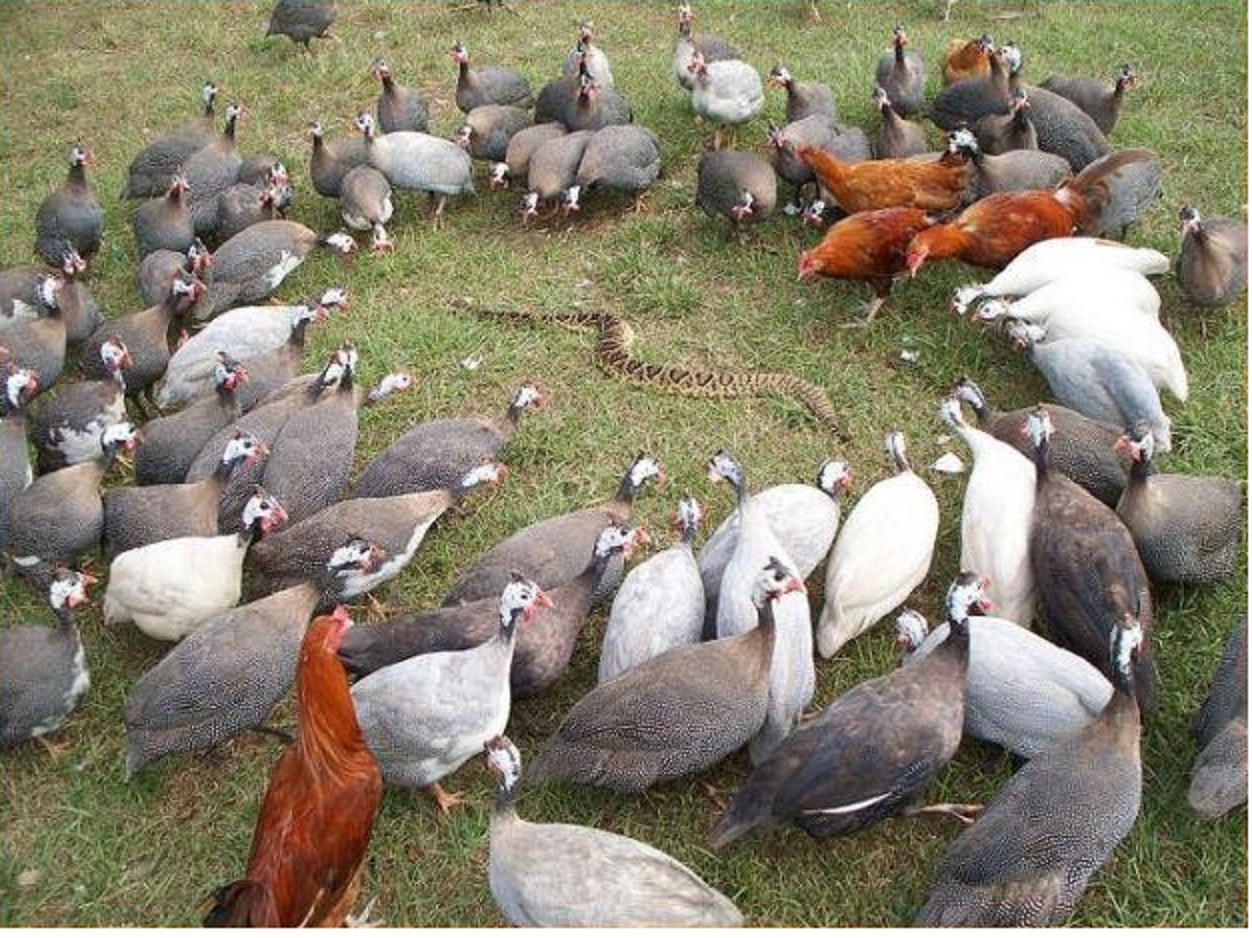 guinea-fowl-vs-rattlesnake.jpg