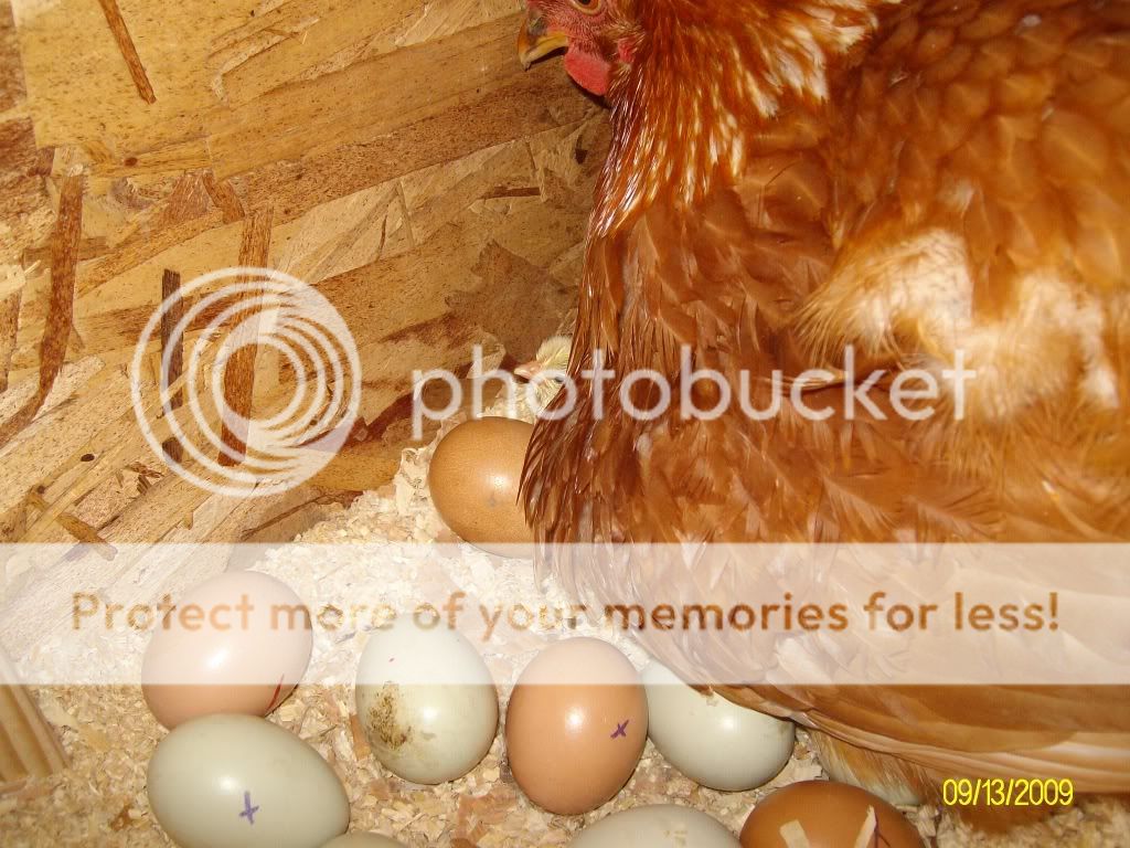 GoldiesFirstBrood003.jpg