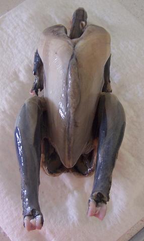 dumpling1.jpg