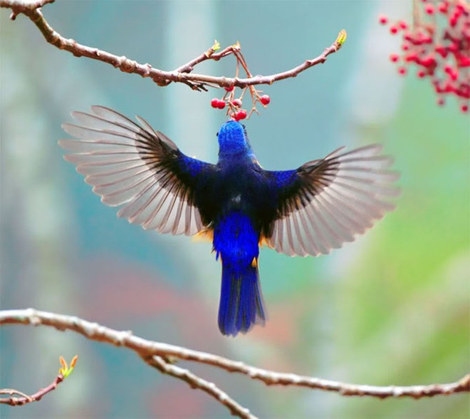 beautifulbirdsbyjohnsoong22.jpg