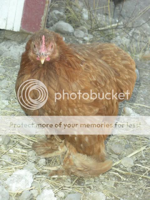 lovinchickin006.jpg