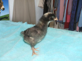 DSCF4399.JPG