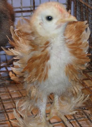 Frizzle-chick4.jpg