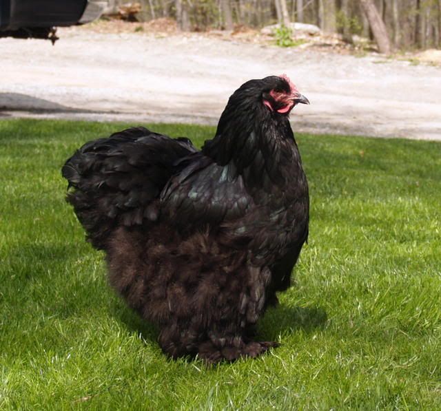 ChickenApril20080312.jpg