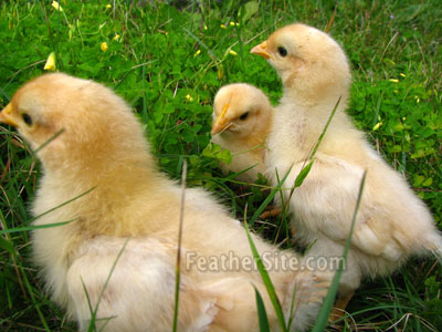 BuffOrpChix2WkPasture.JPEG