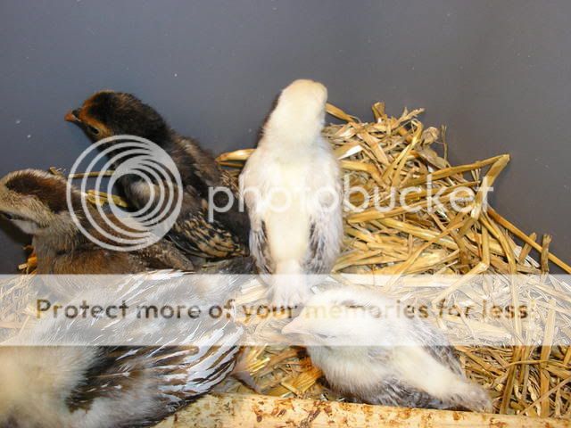 Brooder001-1.jpg