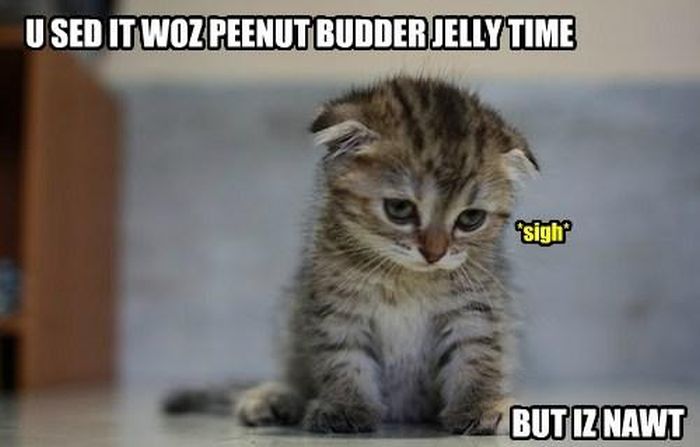 cat_memes_16.jpg