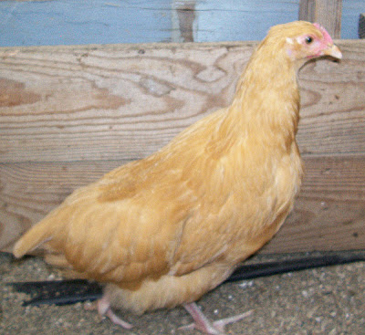 GLOFam1-pullet.jpg