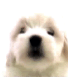 animal-1.gif