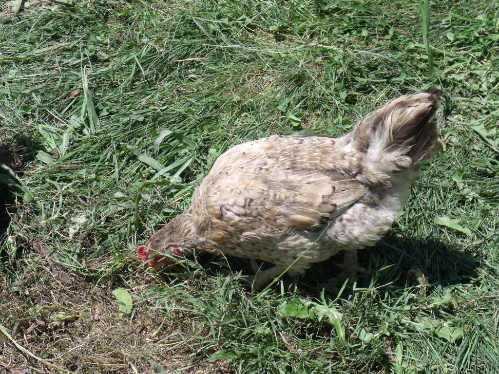 2011_0731chickens0003.jpg