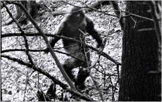 top-10-sightings-intro-324x205.jpg