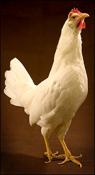 Hen.jpg