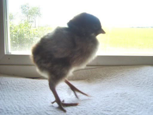 fancychicks1dayold029.jpg