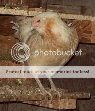 hen.jpg