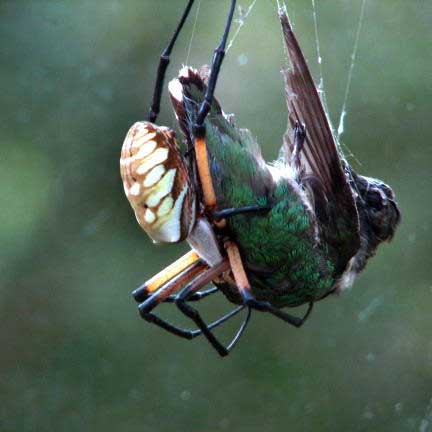 argiope_eats_hummingbird.jpg