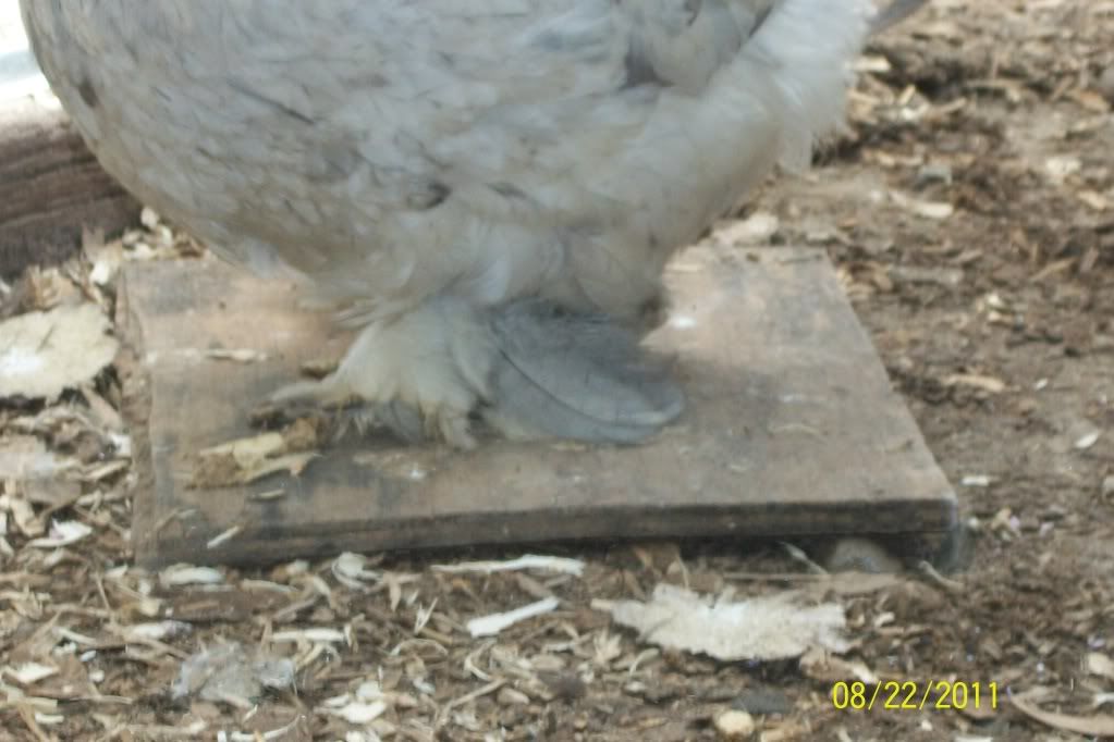 newchickensatmoms219.jpg