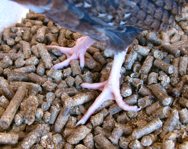 curlytoes2.jpg