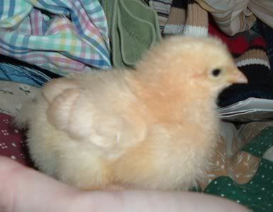 YellowChick.jpg