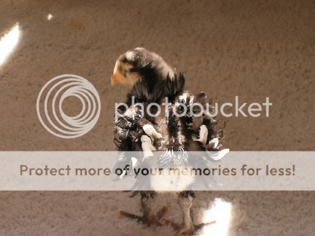 Chickiefromback.jpg