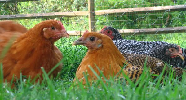 chickens-resting-in-the-grass.jpg