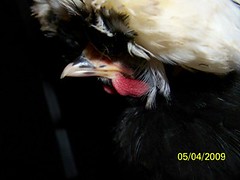 3505395143_ee49c79c54_m.jpg