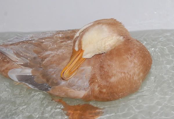 Izzybath.jpg