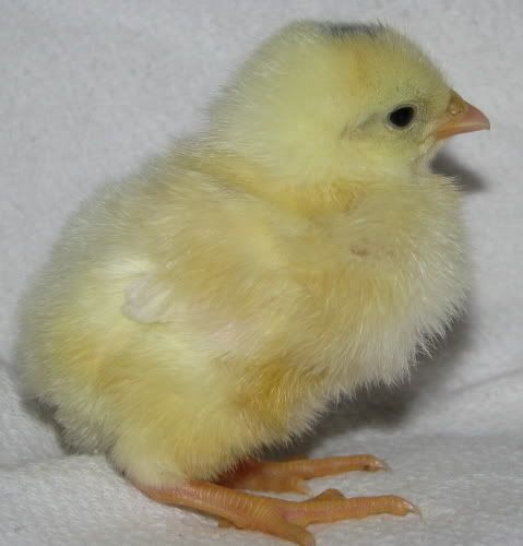 chick4.jpg
