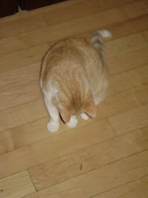 fatcat2.jpg