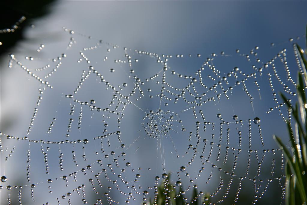Spider+web+6.jpg