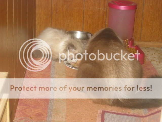 100_0003.jpg