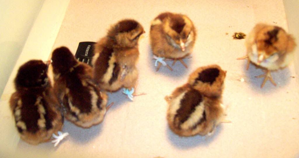 Idealchicks2.jpg