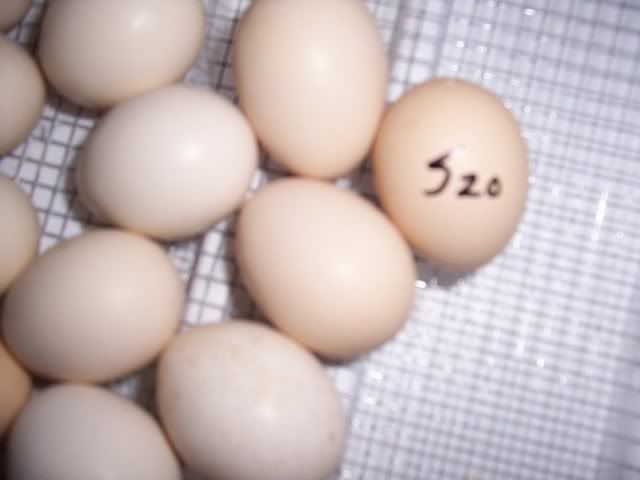 100_2925.jpg