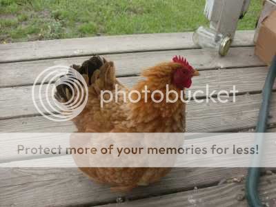 YardBirds_Spring2008_23.jpg