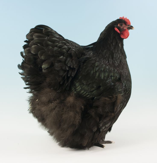David_Pownalls_National_supreme_champion_2012_.png