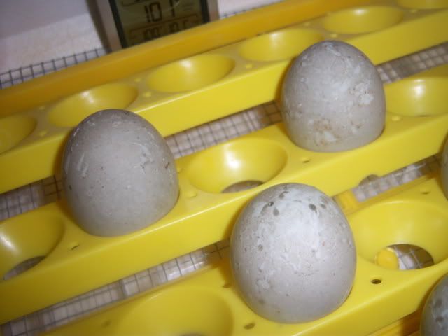 duckeggs001.jpg