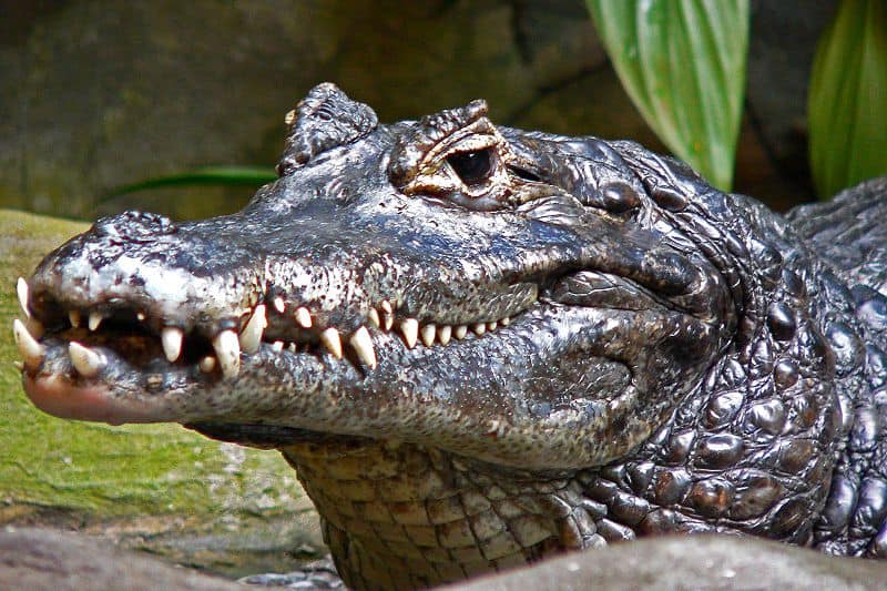 caiman4.jpg