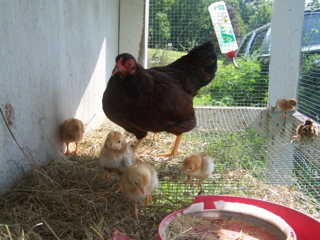 chicken033-1.jpg