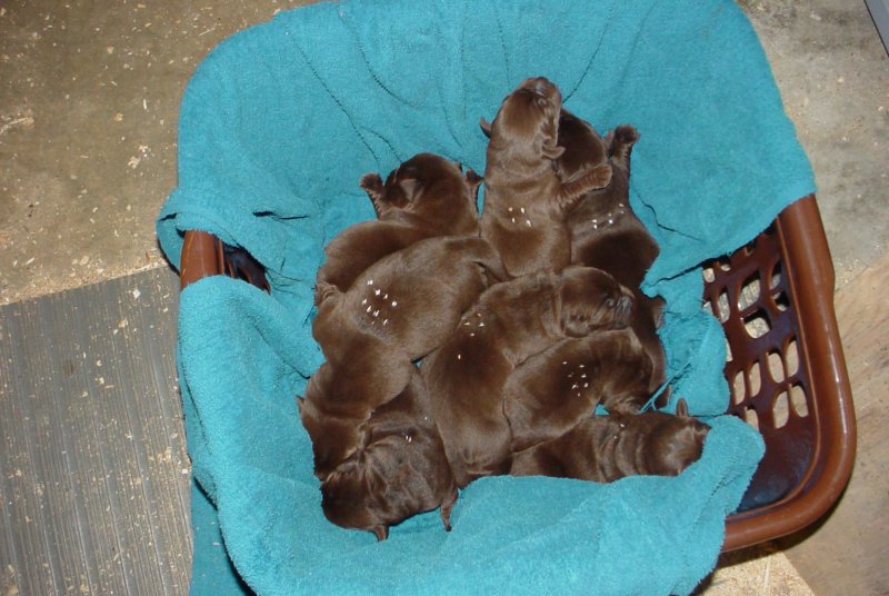 r_puppies0036.jpg