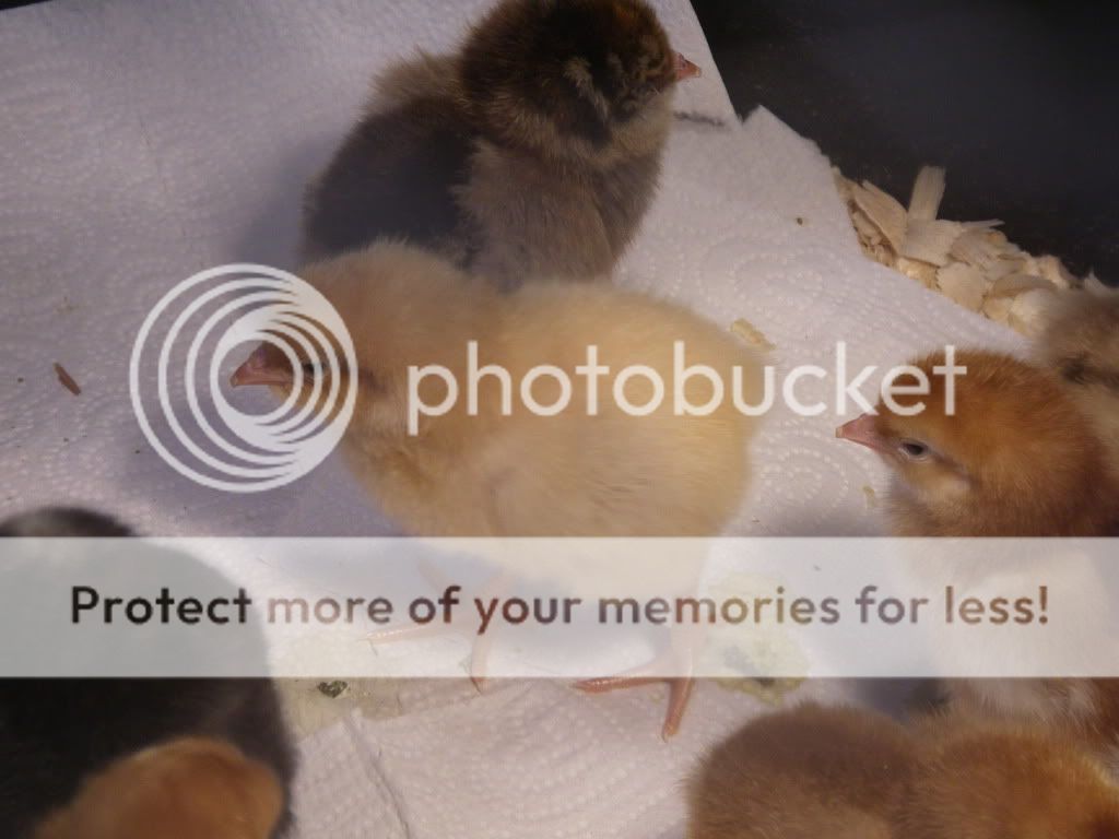 chicks004.jpg