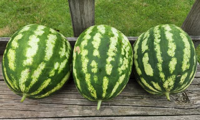 full-665-150601-watermelons_9_22.jpg