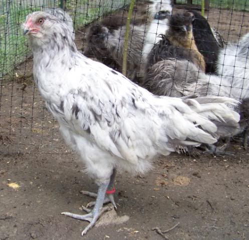 splashAmearaucanaroo2.jpg