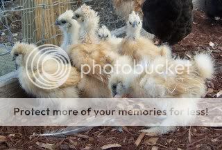 OrpsJuliaZoeGoats1208014.jpg
