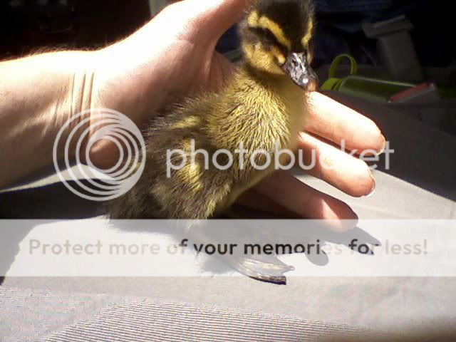 duck.jpg