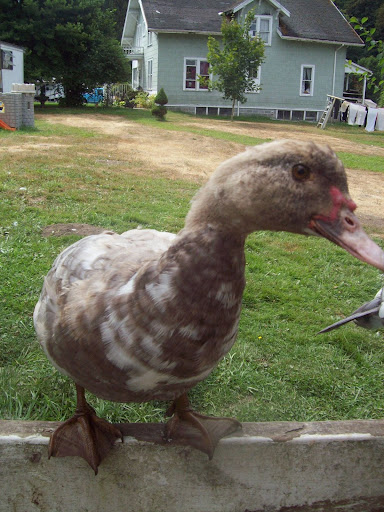 100_3616.JPG