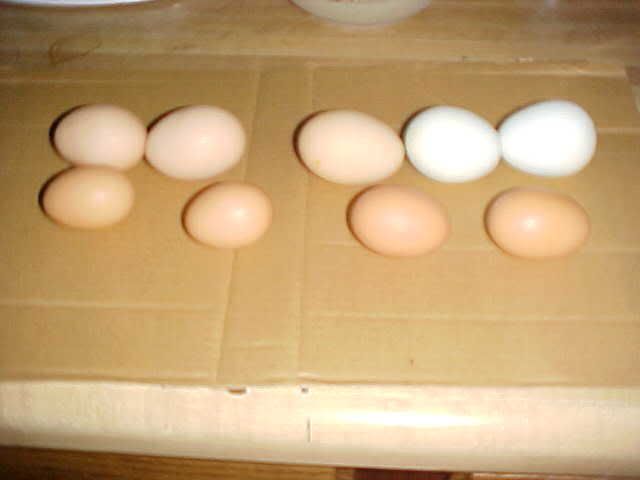 FirstEggsfromC129-4-08.jpg
