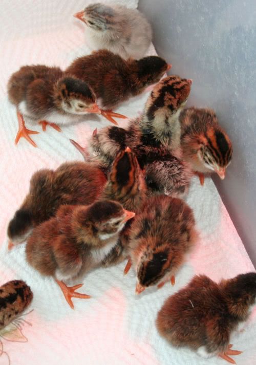 poultsandkeets.jpg