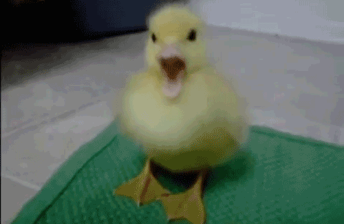 tumblr_lvc7165K511qbk6qqo1_500.gif
