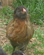 chickens026-2.jpg