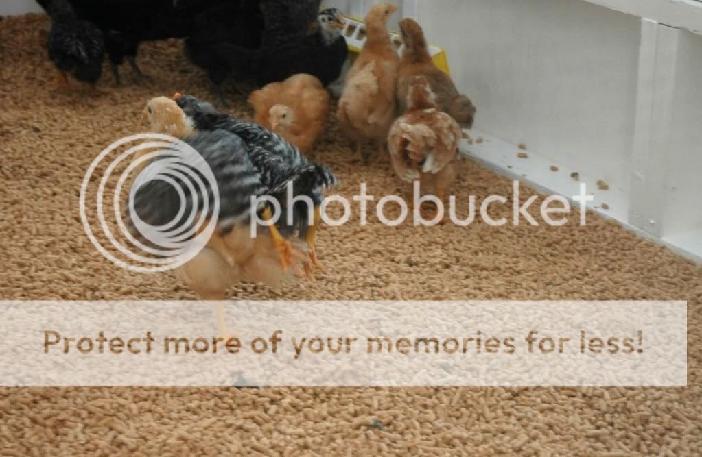 chickenaccident.jpg